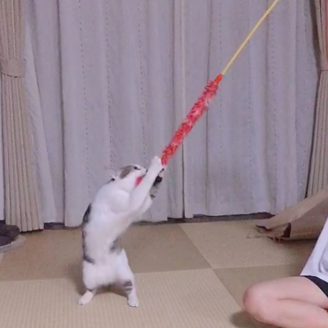 思わず立っちゃう♡タラちゃん