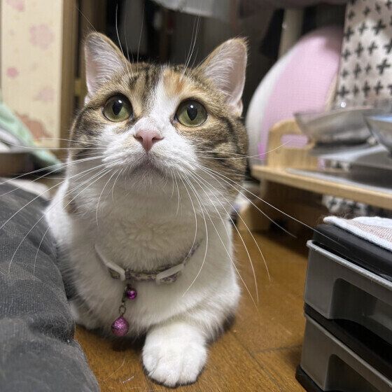 マンチカンのめるちゃん♪