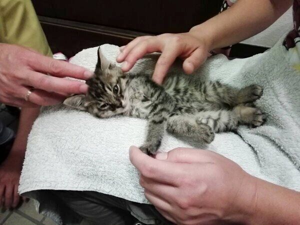 目薬をされるコイモちゃん