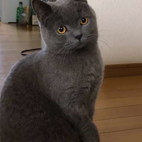 見つめるブリティッシュショートヘア