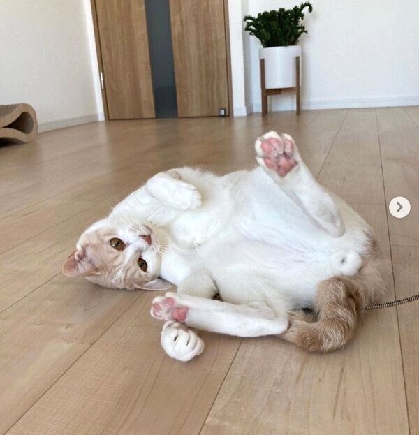 転がるミソくん