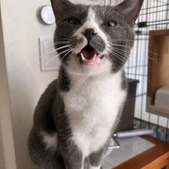 何かをうったえるケビン スチュワート ボブくん