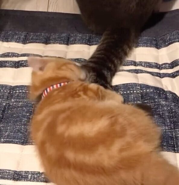 あぽろくんのしっぽにちょっかいを出すジュノちゃん