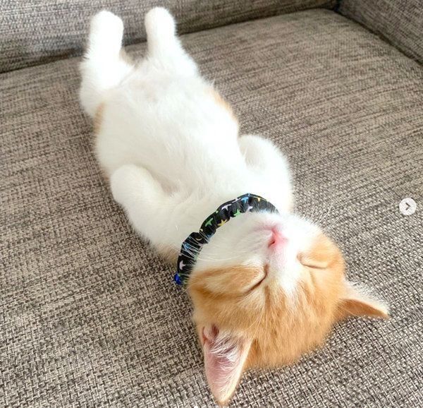 ヘソ天するマンチカン