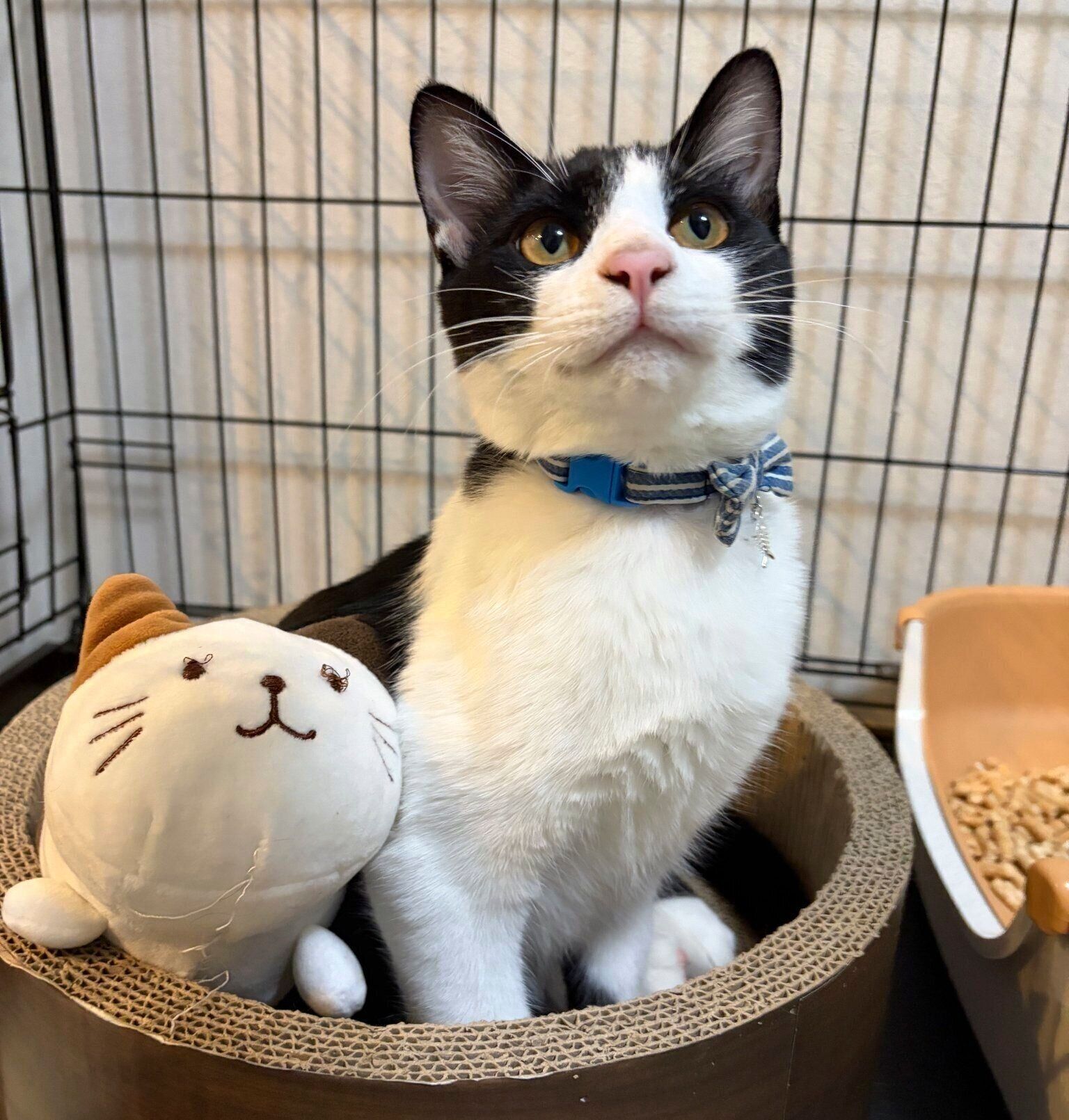 最近のもずくくん