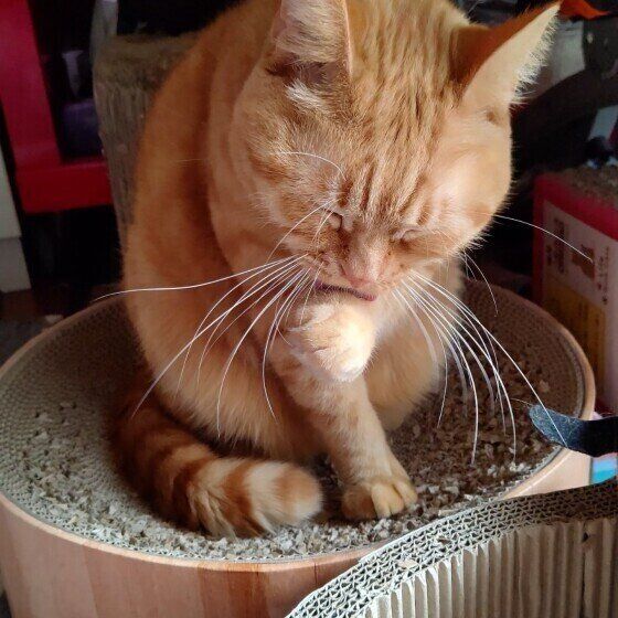 スコティッシュフォールドのキングちゃん