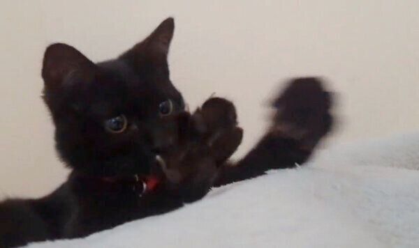 自分の前足から爪が出てきてビックリするシディーちゃん