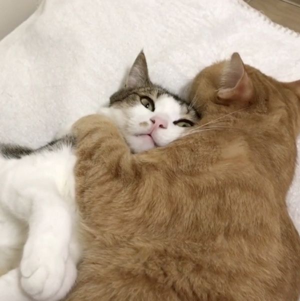 仲良しな兄弟猫