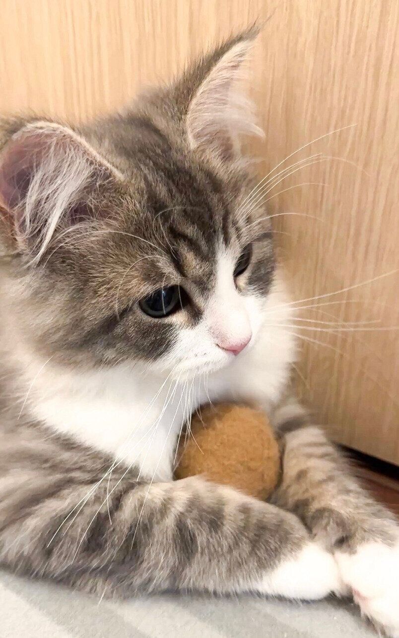 おもちゃをホールドするぎんじくん