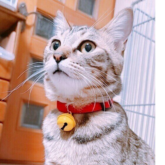 MIXキジトラのマイレちゃん