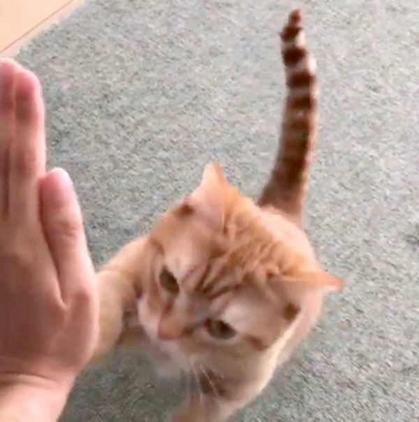 おねだりポーズをするマンチカン