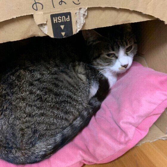 手作り猫ベッドで寛ぐキジトラのおはぎちゃん
