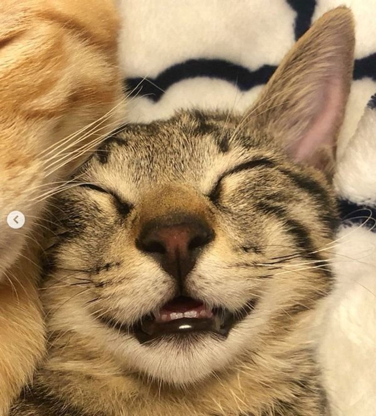 なんちゅう寝顔 笑いながら寝てる 癒し系すぎる子猫の表情に反響 ねこのきもちweb Magazine なんちゅう寝顔 笑いながら寝てる 癒し系すぎる子猫の表情に反響 ねこのきもちweb Magazine