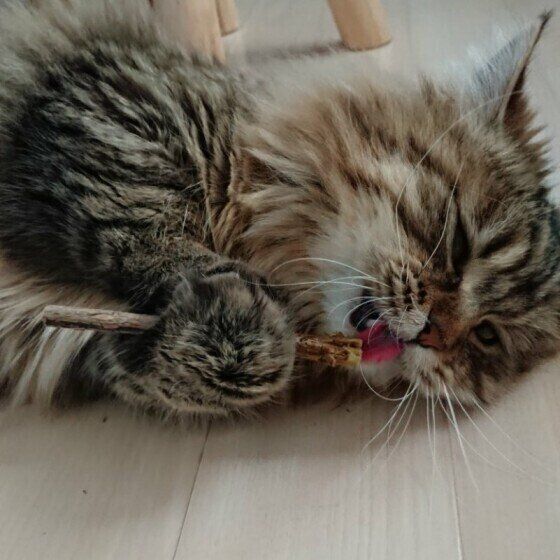 またたびで遊ぶ猫