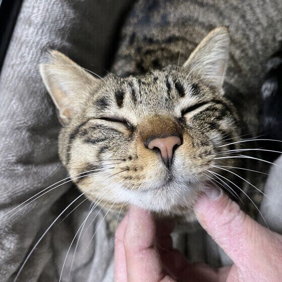 のどをゴロゴロ鳴らすキジトラ猫