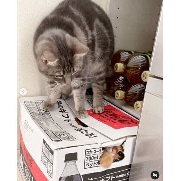 ダンボール箱の上に乗るヨルくん