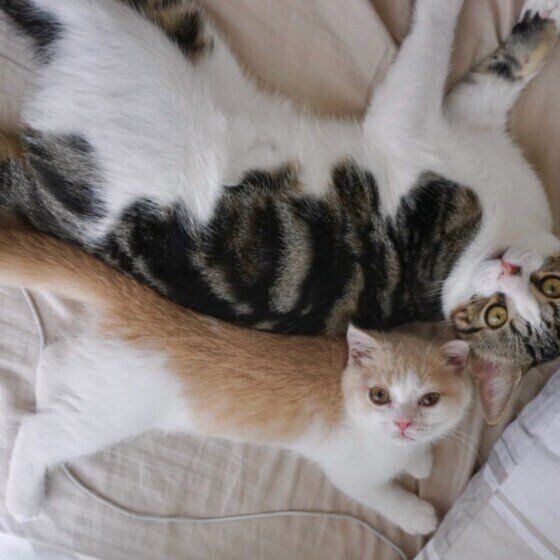 背中をくっつけ合う猫