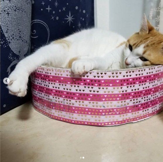 手作り爪とぎサークル