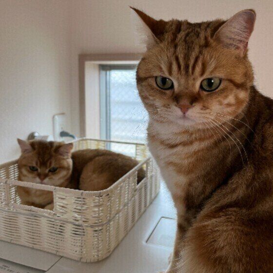 洗濯機の上で寛ぐブリティッシュショートヘア