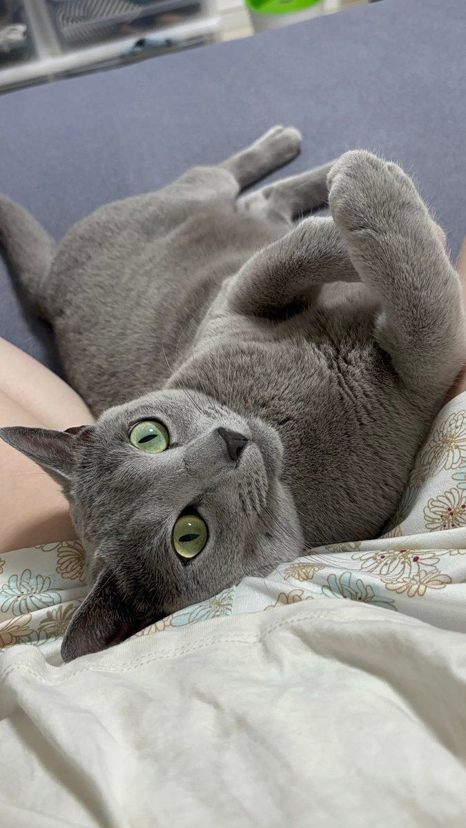 仰向けに寝転んで飼い主さんを見るロシアンブルー