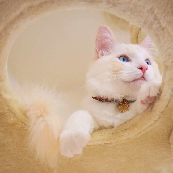 ラグドールの瑠璃丸くん