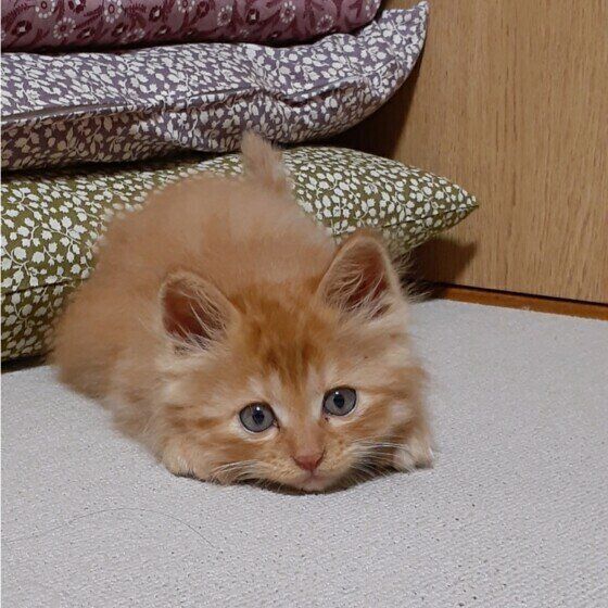 床に伏せる茶トラの子猫