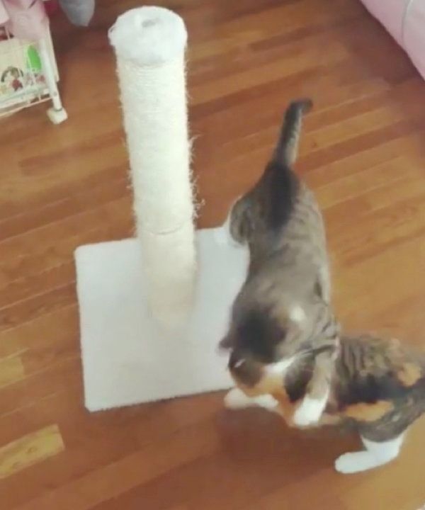 マタタビが好きな猫