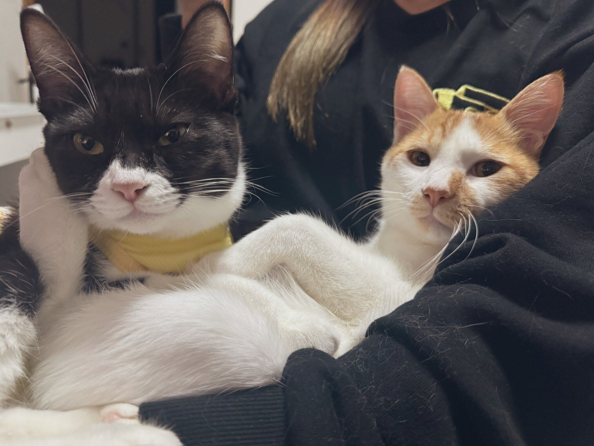 飼い主さんの腕の中で寄り添うジジちゃん、びびくん