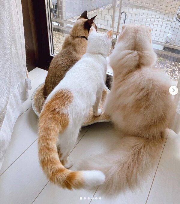 ニャルソックをする猫たち