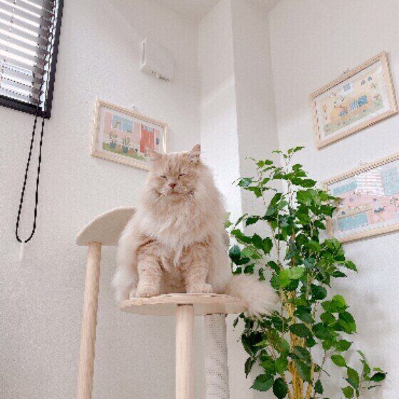 タワーの上で目をつぶるラガマフィン