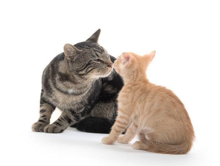 鼻をつきあわせる猫　友好的な挨拶　鼻チュー　しぐさ　気持ち