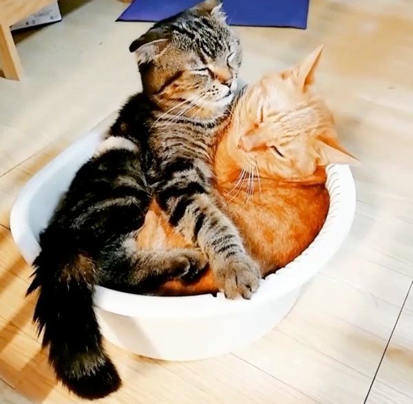 まったりする猫