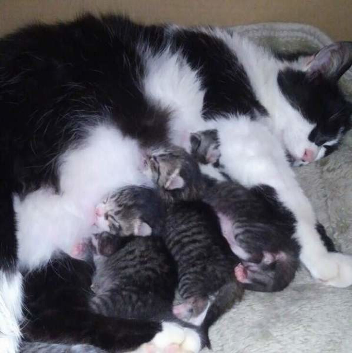 獣医師監修 子猫の便秘の原因と対策は 解消方法を写真で解説 ねこのきもちweb Magazine 獣医師監修 子猫の便秘の原因と対策は 解消方法を写真で解説 ねこのきもちweb Magazine