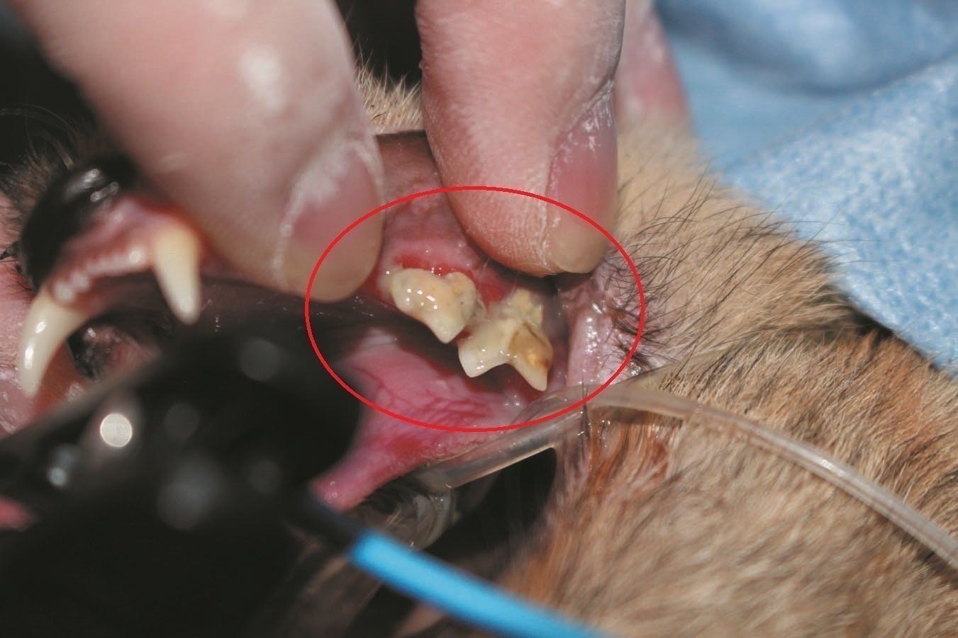 画像／2019年７月号『猫の病気、そこが知りたい！』