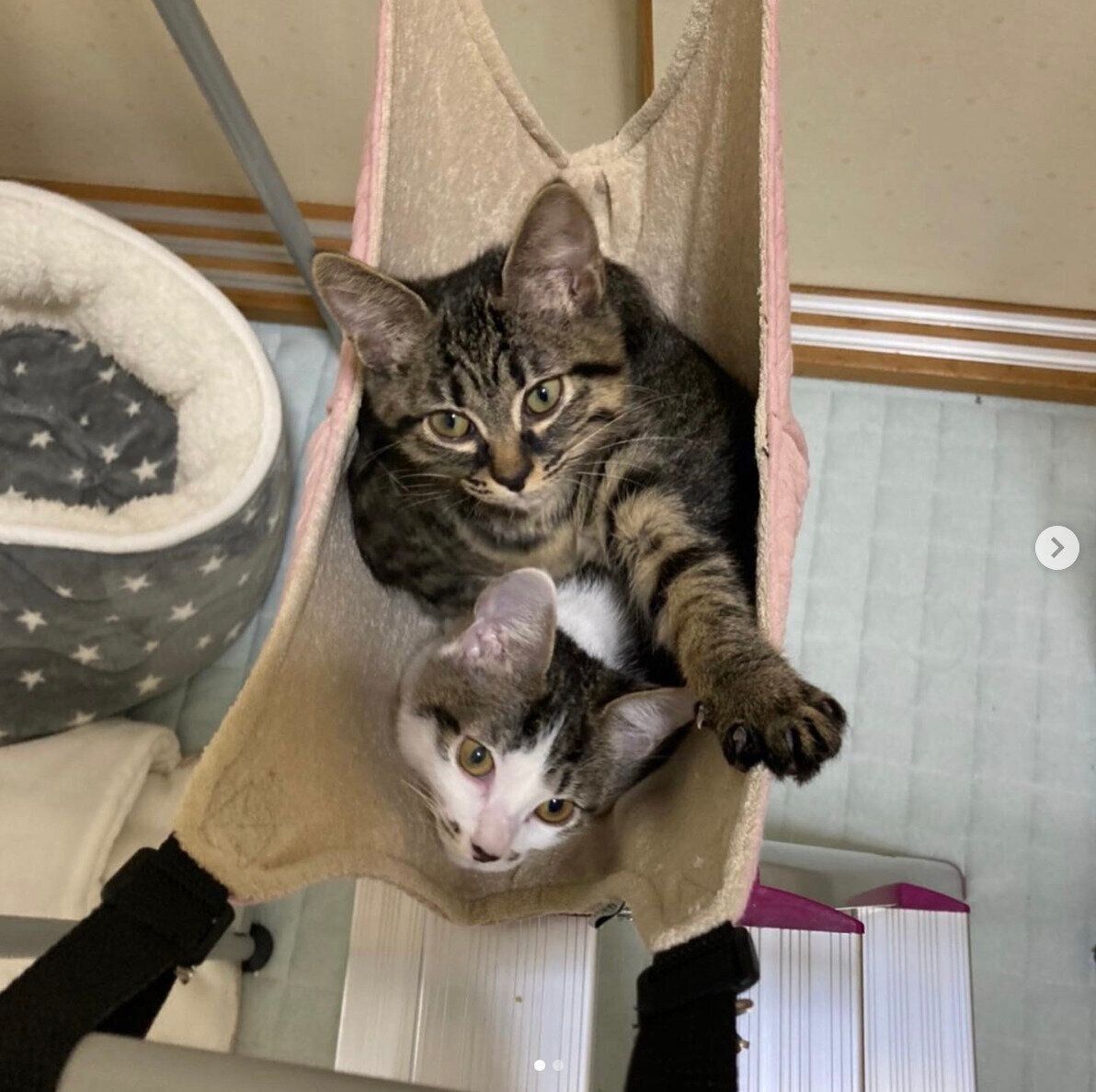 ワードローブに付けたハンモック