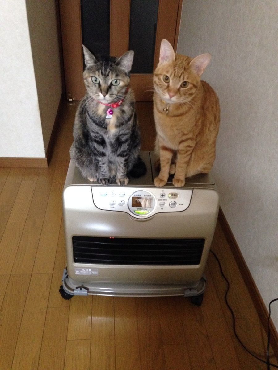 画像／「ねこのきもち」読者提供