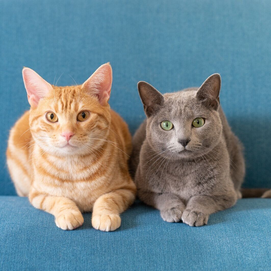 画像／2020年8月号「毛柄トリビア１０」