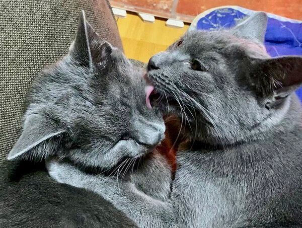 家にもだんだん馴染んできたグリくんとカイくん