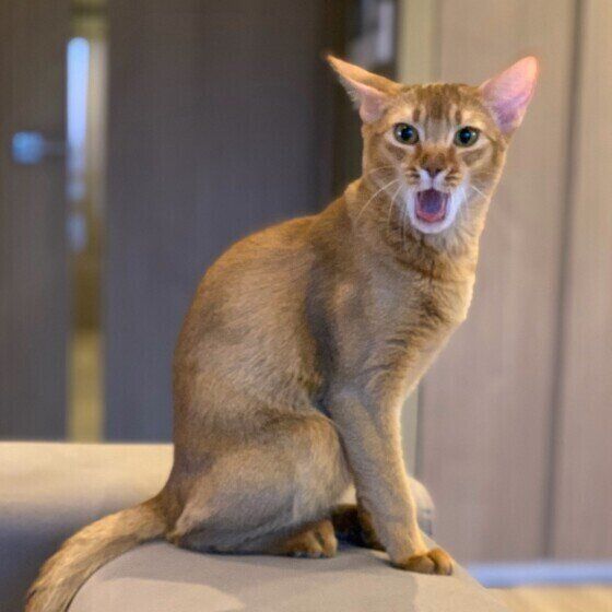 口を開けるソマリ