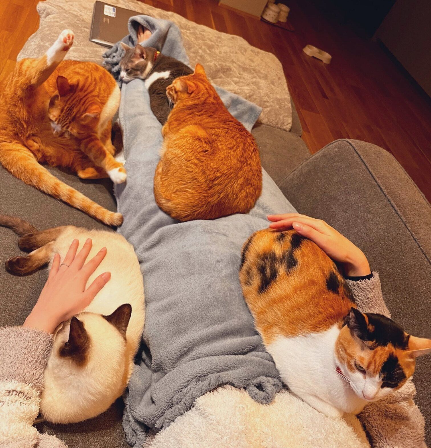 飼い主さんのそばに集まる猫たち