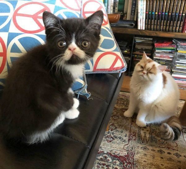 おもちちゃんと八ちゃん