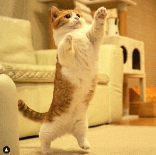 盆踊りの練習をしているようなきなこちゃん