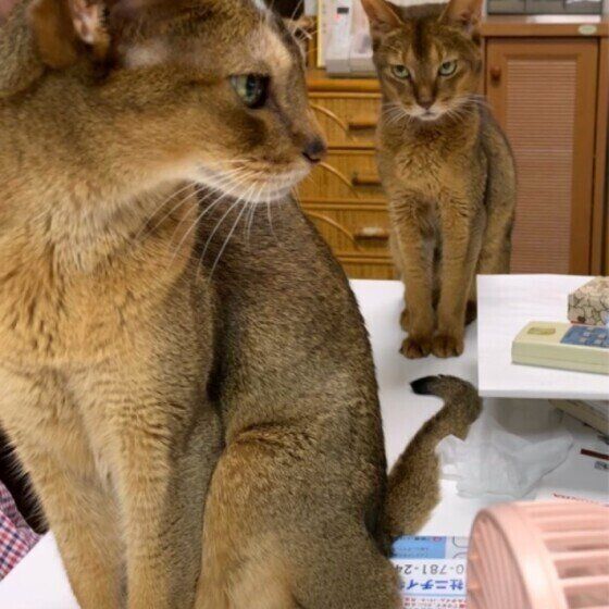 2匹のアビシニアン