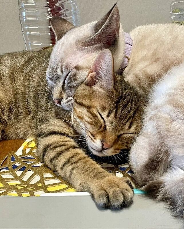 生後4カ月の2匹の猫