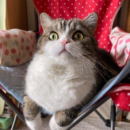 モコモコの大福ちゃん