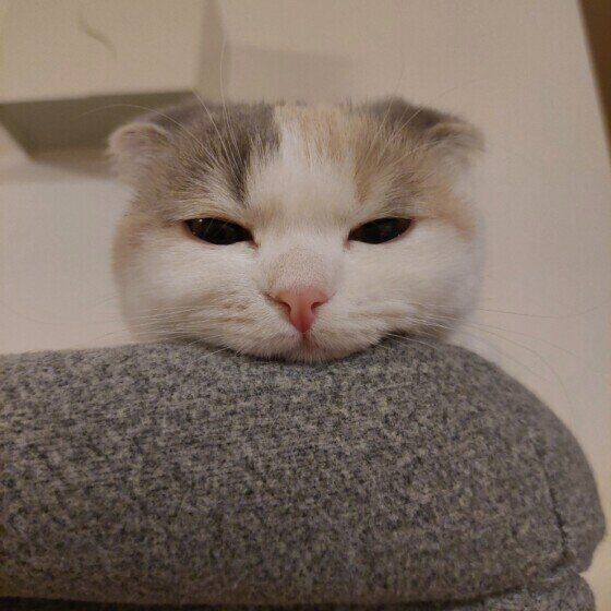 スコティッシュフォールドのころんちゃんのあごのせ