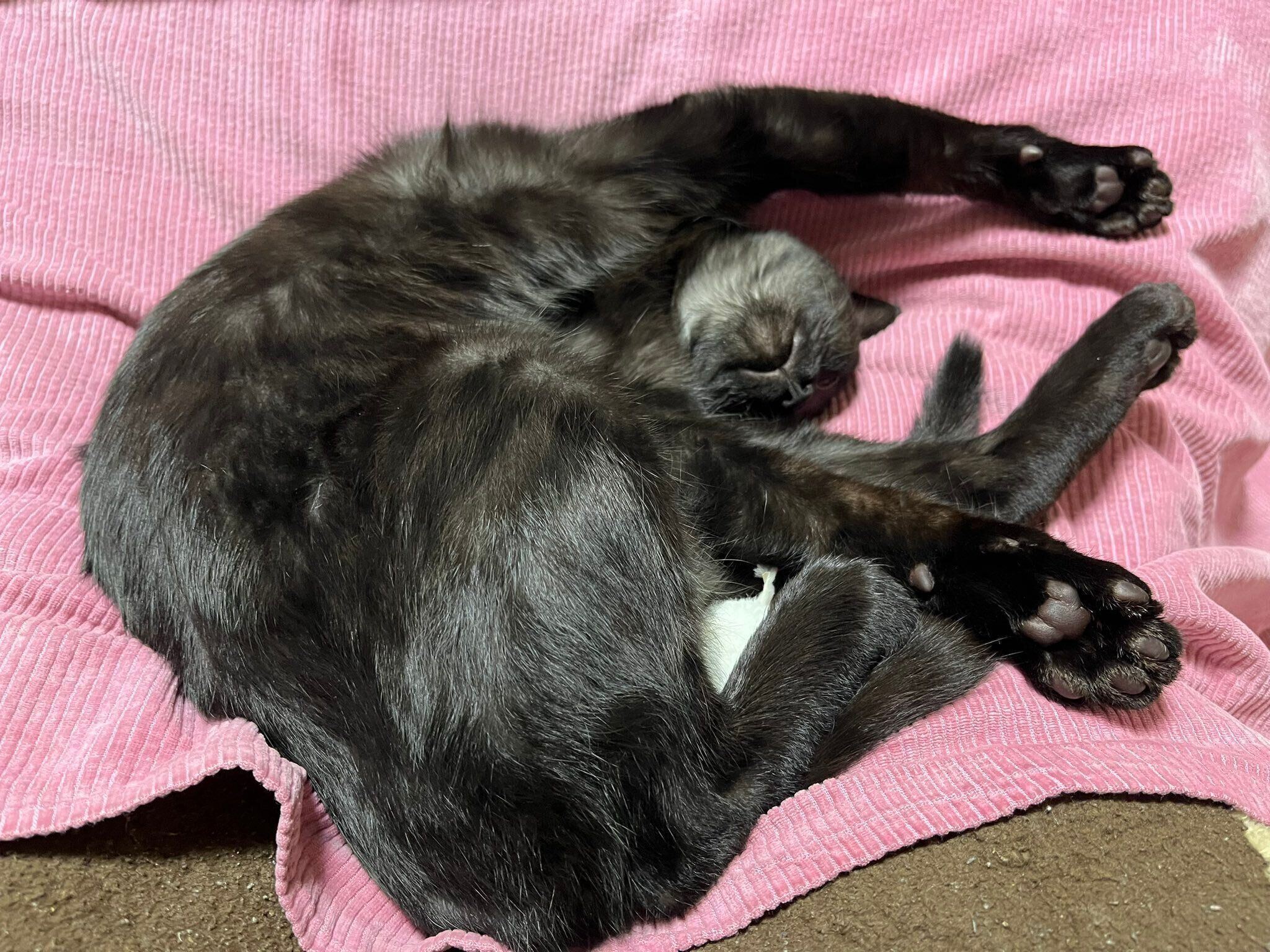 気持ちよさそうに眠るサラミくん