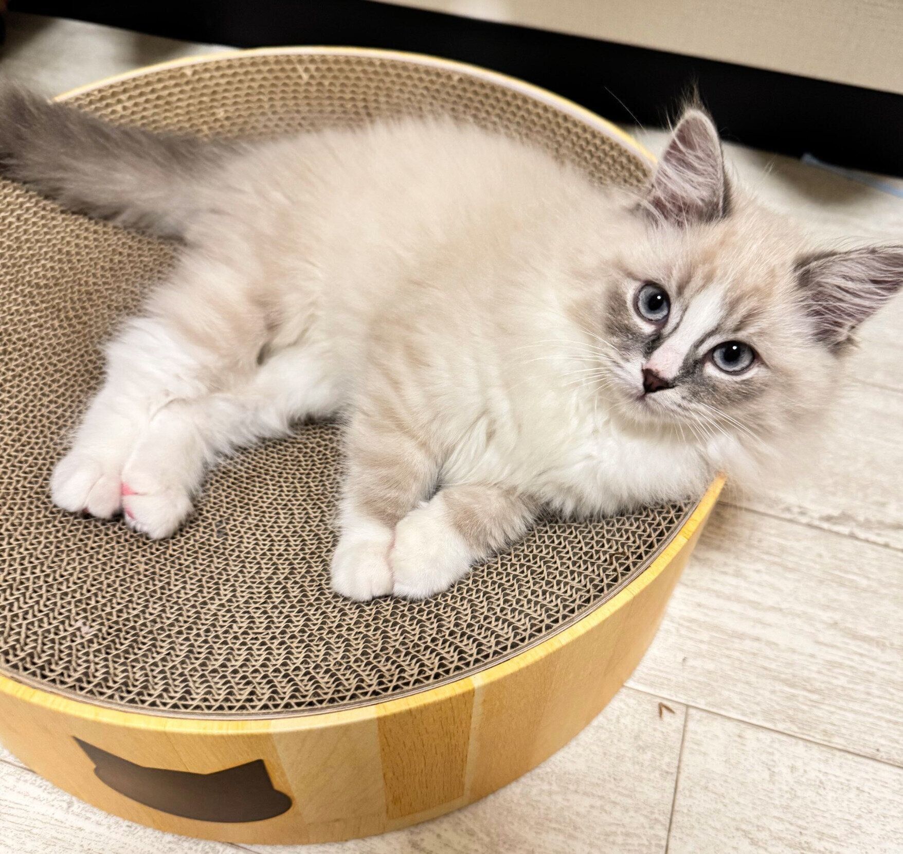 生後2カ月のころに撮影したピノちゃん