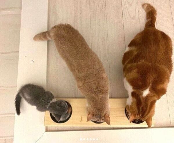 仲良くごはんを食べるコスケくん、コマちゃん、ココタくん