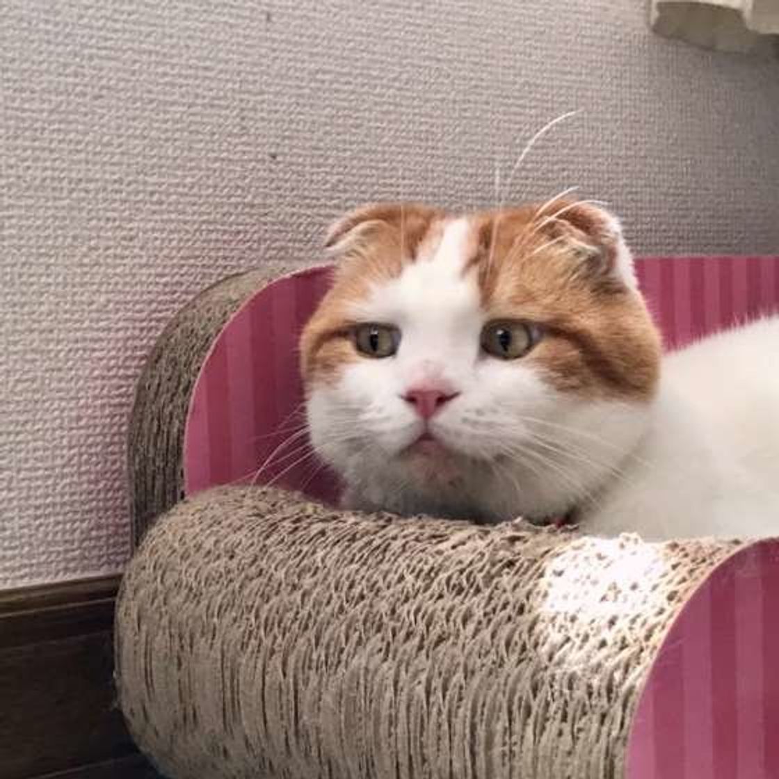 室内飼いでも猫の脱走に要注意 マイクロチップで対策も ねこのきもちweb Magazine 室内飼いでも猫の脱走に要注意 マイクロチップで対策も ねこのきもちweb Magazine